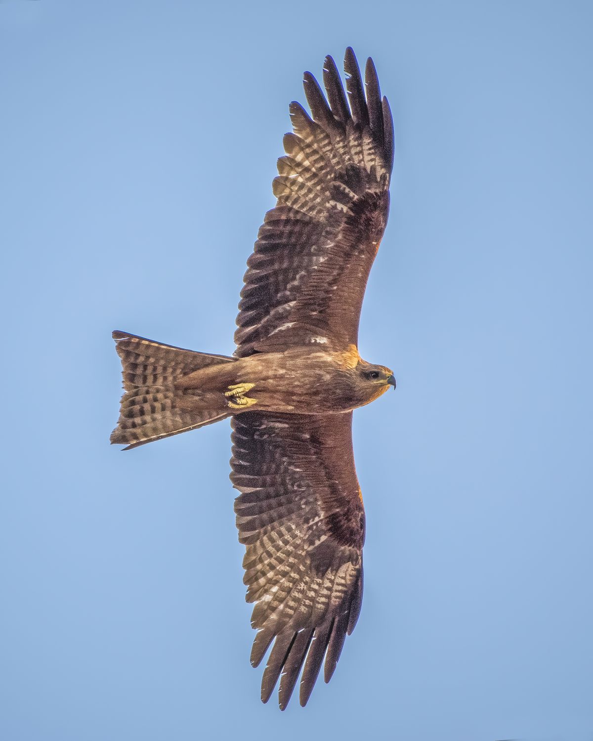 Black kite (10)